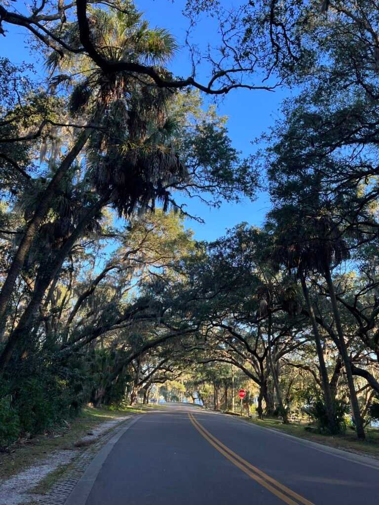 Live oak canopy and Spanish moss at Philippe Park Safety Harbor